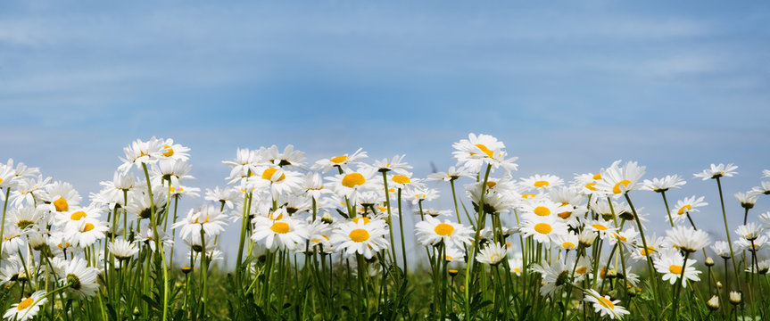 Fototapeta Summer meadow
