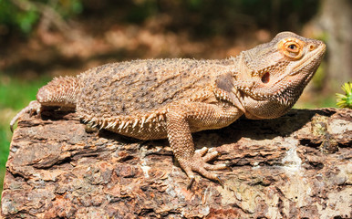 Bearded Dragon