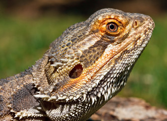 Bearded Dragon