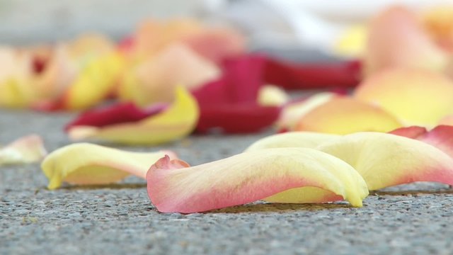 Rosenbl&uuml;ten