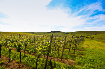 Fototapeta na wymiar german vineyard near the rhein river
