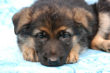 Cucciolo triste