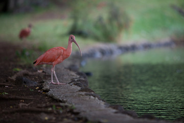 ibis au bord d'un bassin