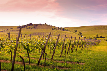 german vineyard near the rhein river
