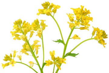 Rapeseed