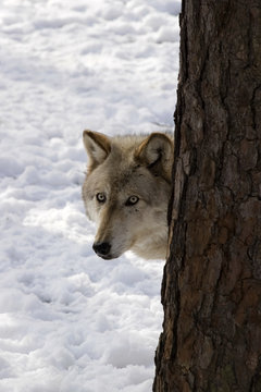 Timber Wolf III