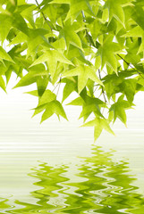 Fototapeta na wymiar Green leaves reflection