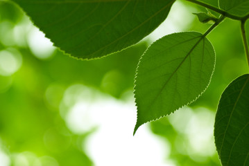 green leaf, nature background and copy space