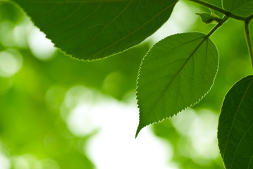 Fototapeta na wymiar green leaf, nature background and copy space