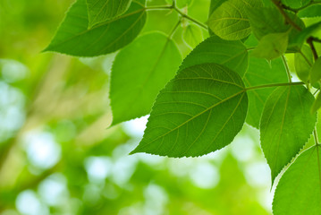 Fototapeta na wymiar green leaf, nature background and copy space