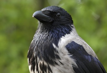 Hooded Crow