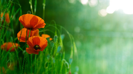coquelicots dans un champs très tot le matin