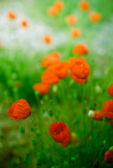 Naklejka premium coquelicots dans un champs très tot le matin