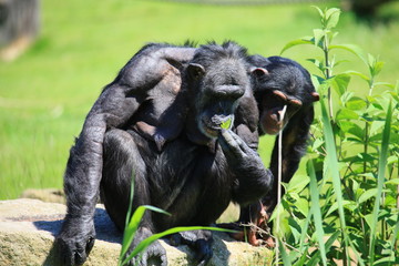 schimpanse