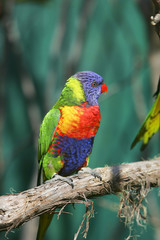 colorful red blue green bird