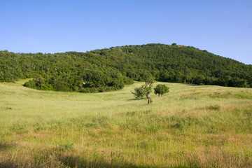 Obraz premium Natura