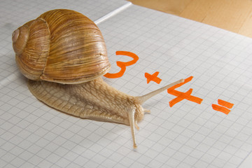 Im Schneckentempo Rechnen