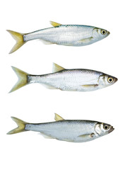 Bleak freshwater fish collection isolated on white