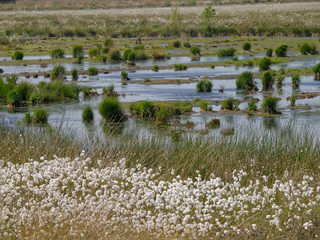 Moorlandschaft