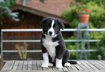 jeune border collie assis sur la terasse de la maison