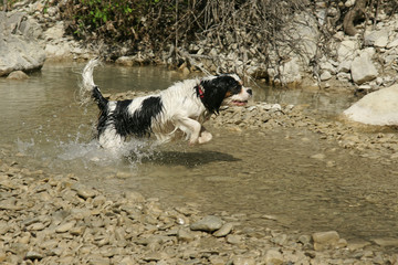 cavalier king charles