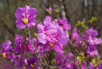 Fototapeta premium Flowers of Rhododendron 20