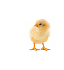 chick on white