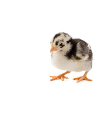 chick on white