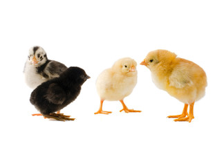 group of diffrenet chicks