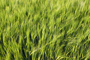 Ein Bett im Kornfeld 2