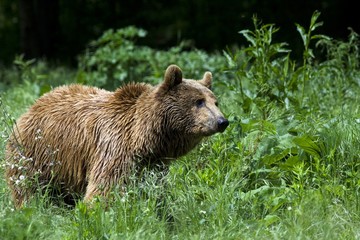 Obraz premium brown bear / Ursus arctos
