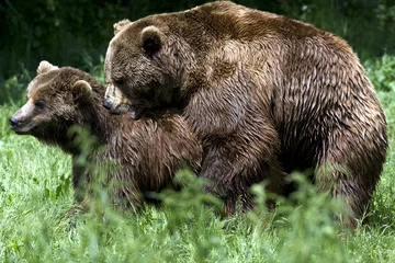 Foto op Aluminium brown bear / Ursus arctos © Floriana
