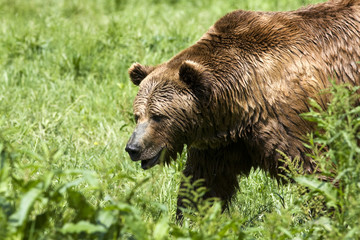 brown bear / Ursus arctos