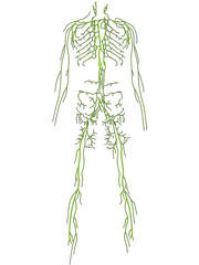 lymphsystem