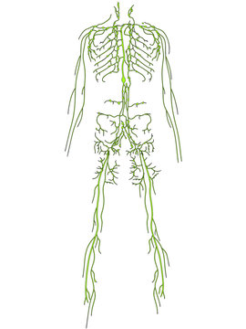 lymphsystem