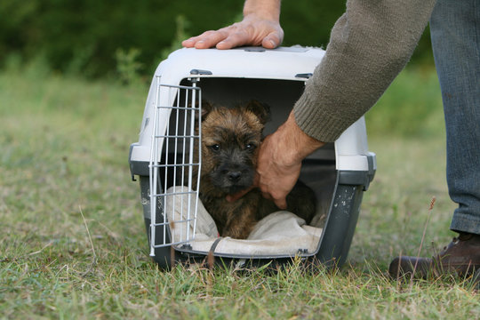 chiot cairn terrier couch&eacute; dans sa cage de transport