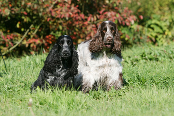 Fototapeta premium deux cocker spaniel anglais en pose dans la campagne