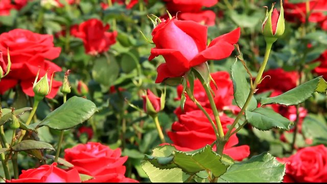 Rosengarten in Changwon, Serie