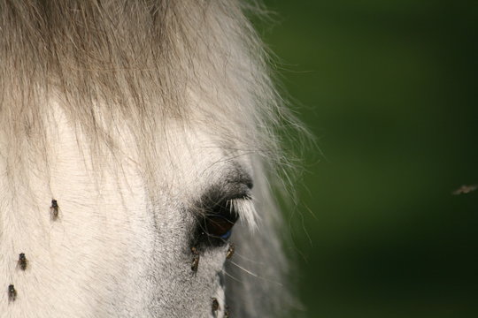 Regard en gris et vert