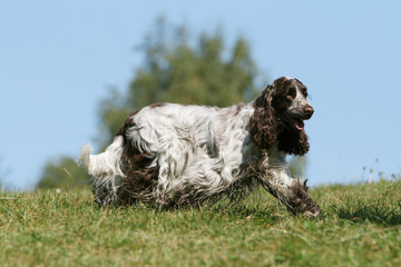 balade pour le cocker spaniel anglais adulte en campagne