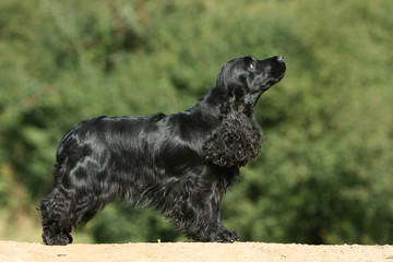 cocker spaniel anglais noir immobile et fier vu de profil © Dogs