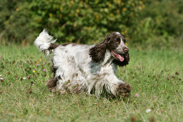 cocker spaniel anglais marchant dans le jardin joyeux