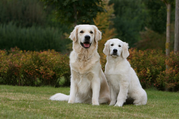 deux magnifique golden retriever assis dans le jardin