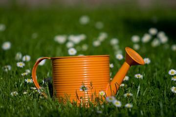 kanne auf der wiese © Thomas Müller