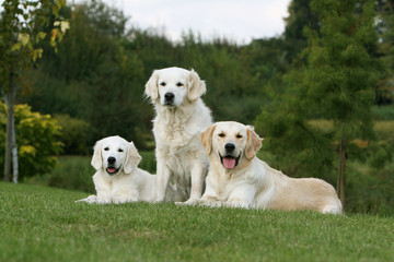 Obraz premium moment de detente pour trois golden retriever en campagne