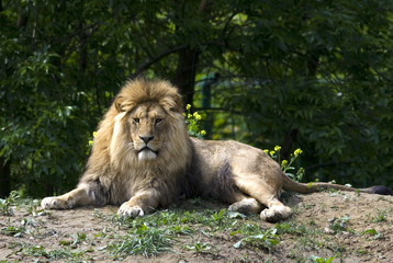 Fototapeta premium lion, male / Panthera leo leo