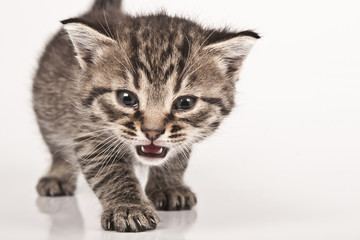 kitten