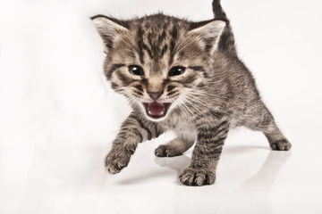 kitten