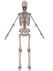 menschliches skelett