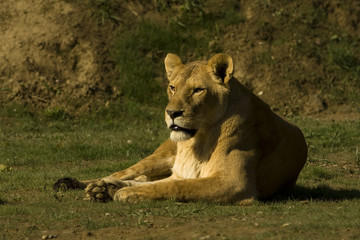 Fototapeta na wymiar lioness / Panthera leo leo